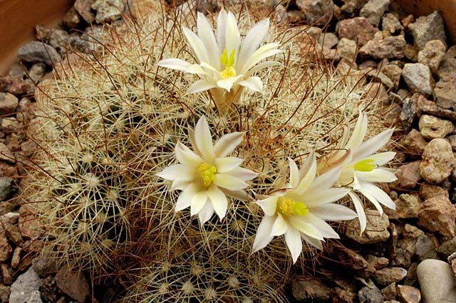 Mammillaria_carretii